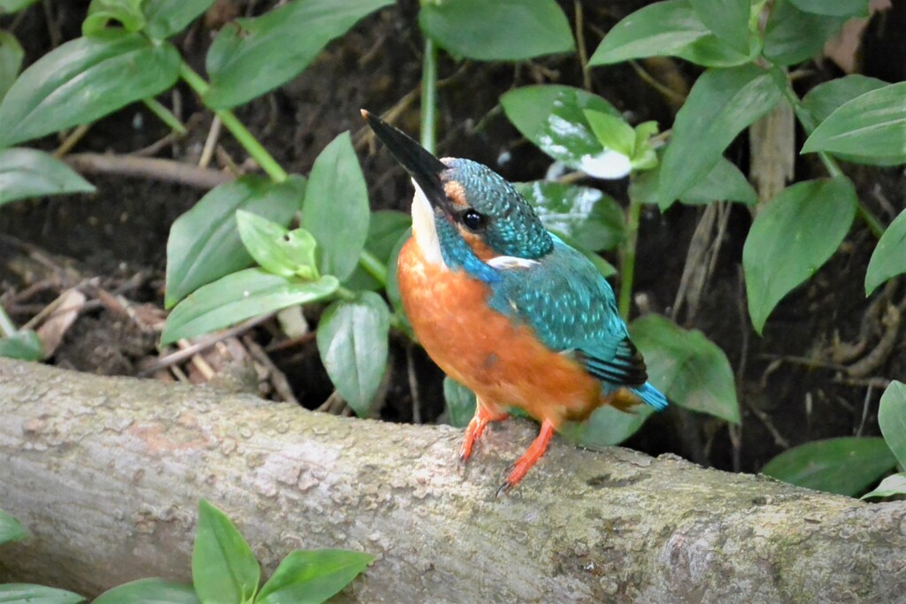 3か月ぶり・用水路のカワセミ♂