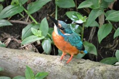 3か月ぶり・用水路のカワセミ♂