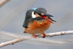 K川下流域・カワセミ♀若 