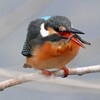 K川下流域・カワセミ♀若 