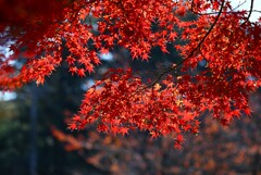 K川沿道・ついにここにも紅葉が・・