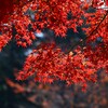 K川沿道・ついにここにも紅葉が・・