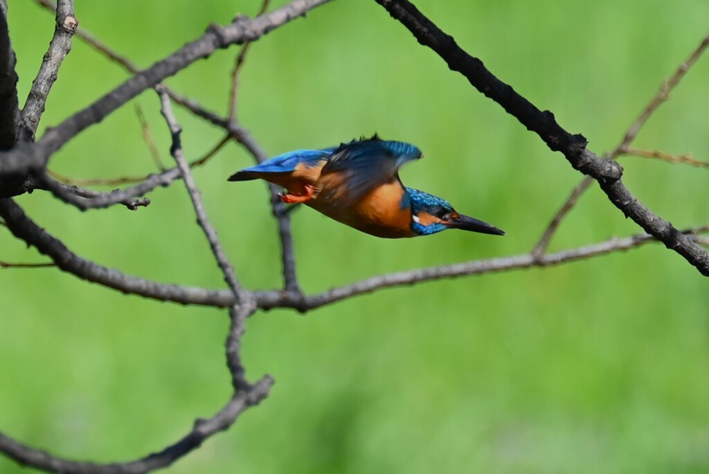 Ｋ川・中流域で休息中のカワセミ♂