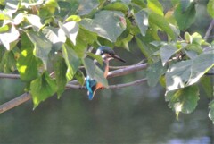 カワセミ若鳥♀、見つけたり！