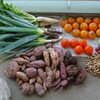 菜園・収穫（10月20日）