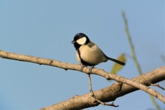 シジュウカラ
