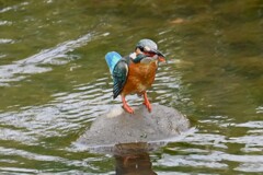 K川・上流域のカワセミ♀捕食