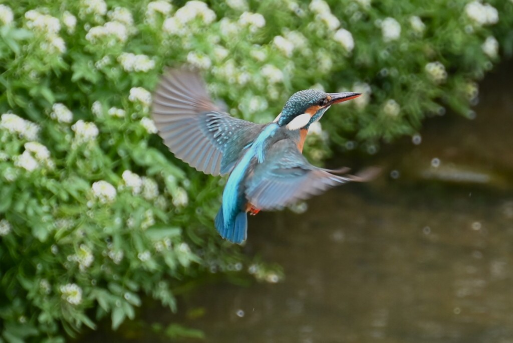 K川・上流域のカワセミ♀初撮りホバリング 