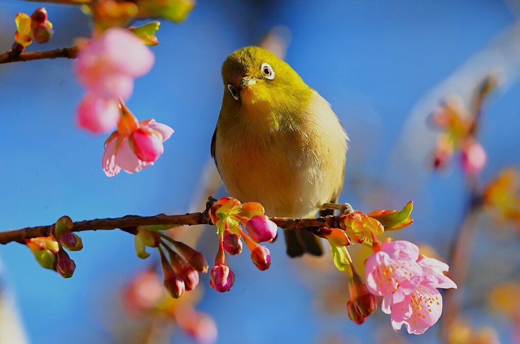 用水路・河津桜と愛嬌メジロ