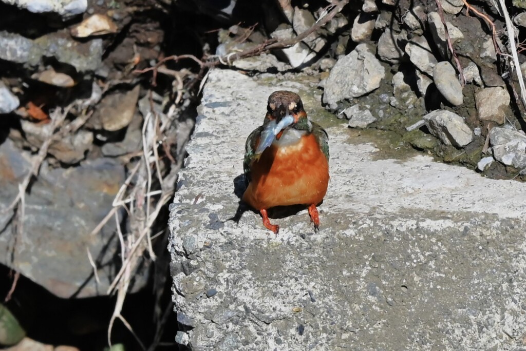 K川上流域・カワセミ♂若、大物ゲット 