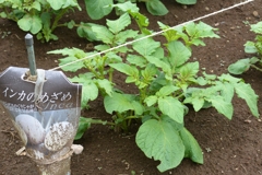 ジャガイモ・インカのめざめ