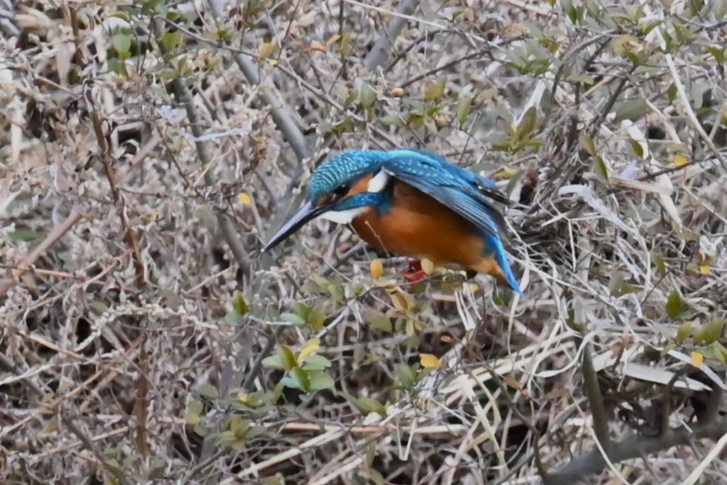 K川・上流域のカワセミ♂ 