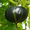菜園・トンネルの中のカボチャ