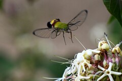K川・オオスカシバとクサギの花