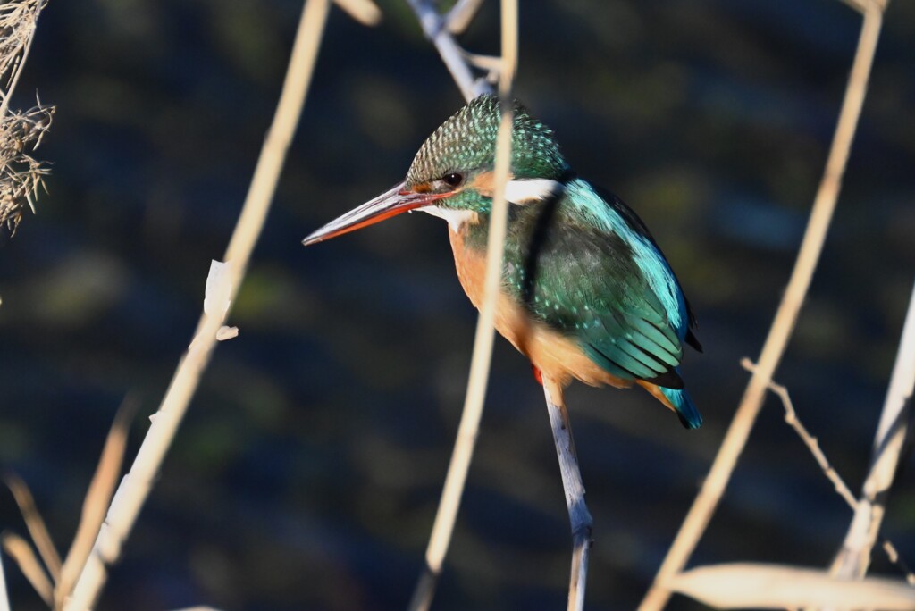 Ｋ川・下流のカワセミ♀