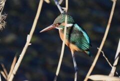 Ｋ川・下流のカワセミ♀
