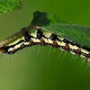 用水路・フクラスズメの幼虫（カラムシの葉を食べる）