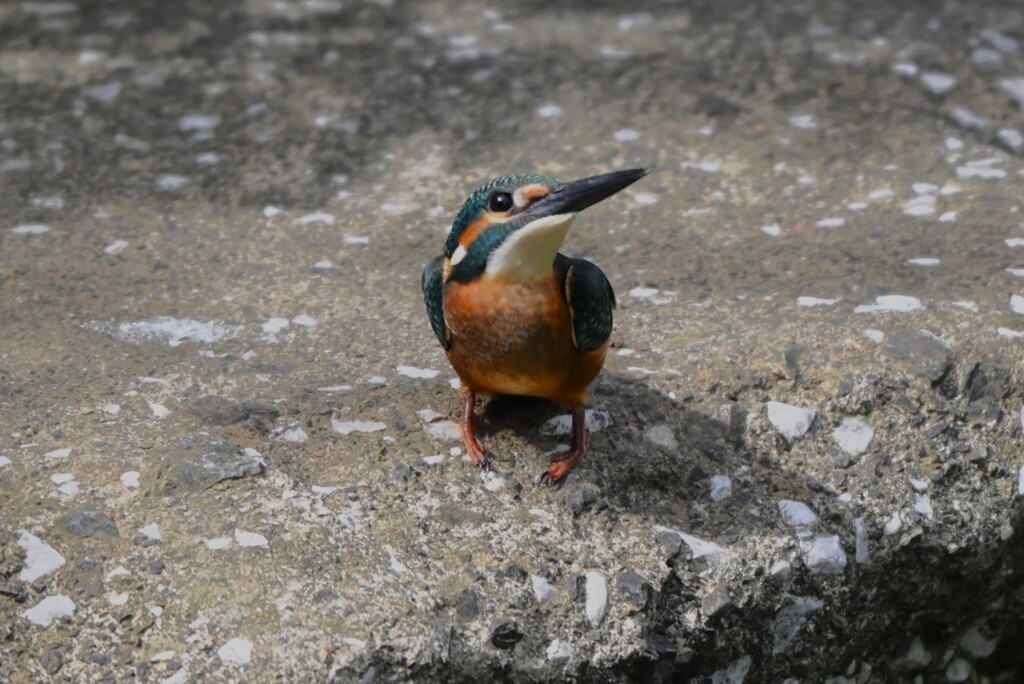 K川・忘れた頃にカワセミ♂若 