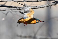 K川上流域・カワセミ♀飛び出し