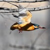 K川上流域・カワセミ♀飛び出し