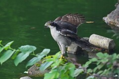 我が家のベランダよりオオタカ 