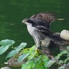 我が家のベランダよりオオタカ 