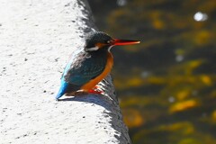 K川中流域・逆光のカワセミ♀