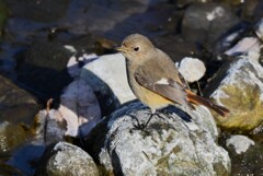 K川中流域・ジョウビタキ♀