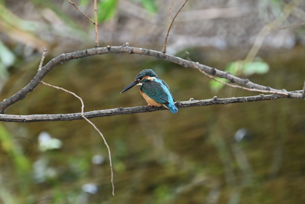 K川のカワセミ♂