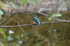 K川のカワセミ♂