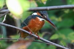 用水路・しばらく！！カワセミ♀若