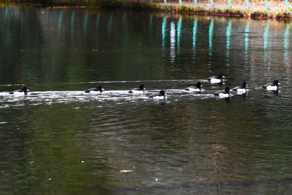 都内公園・キンクロハジロ編隊