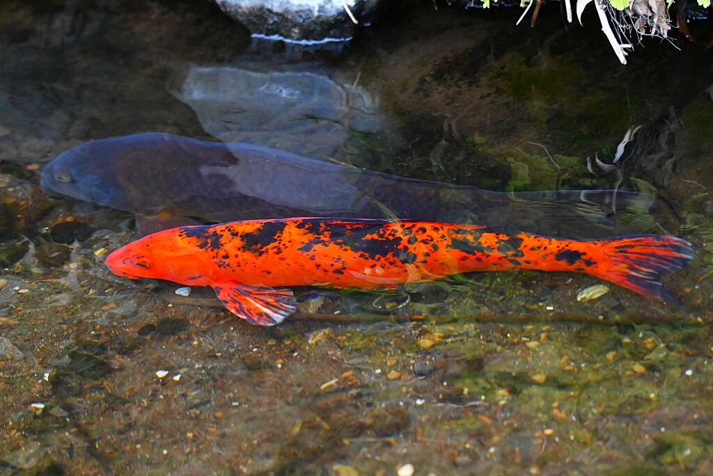 用水路・ヒゴイとマゴイ