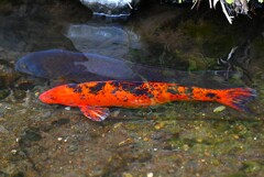 用水路・ヒゴイとマゴイ