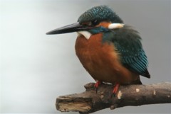 大・カワセミ