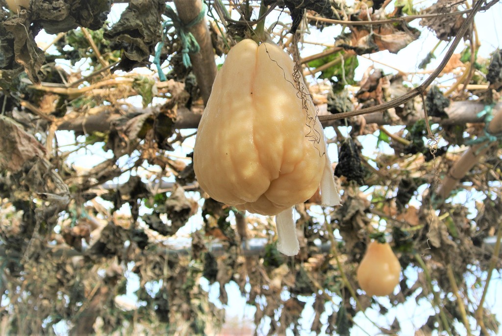 凍り付いたハヤトウリ