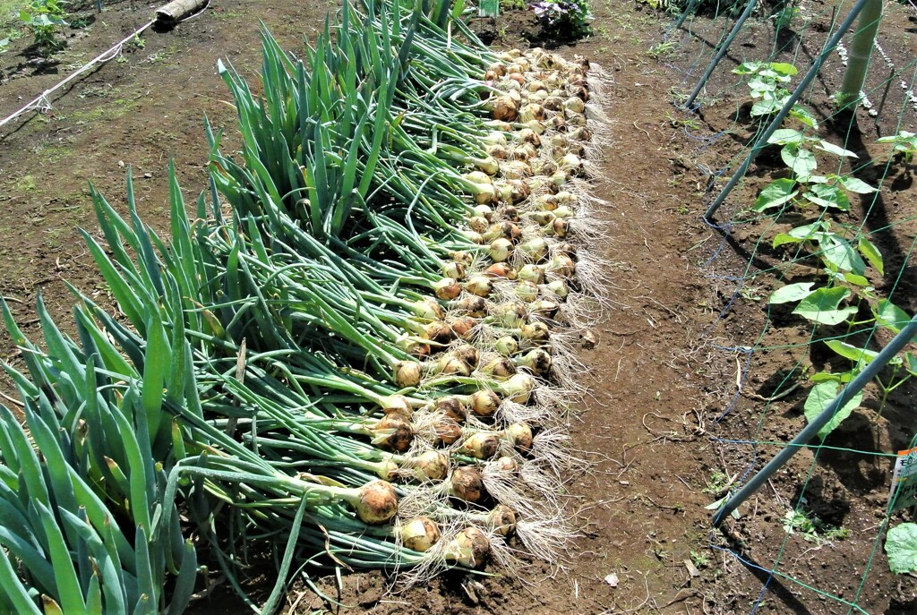 5月24日タマネギ2回目収穫