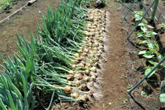 5月24日タマネギ2回目収穫