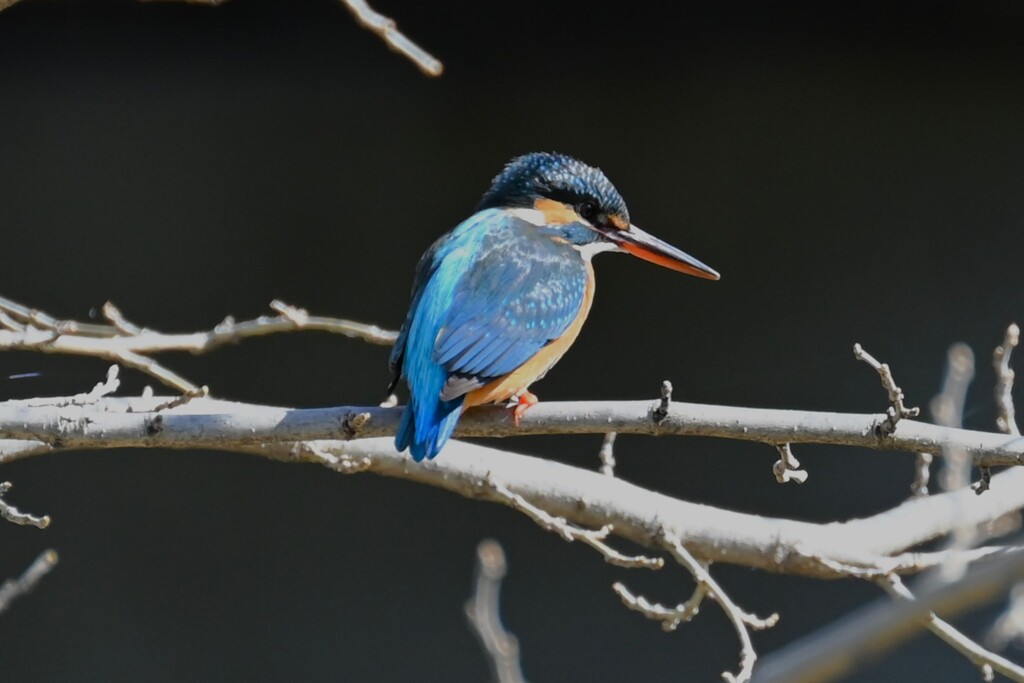 Ｋ川・上流域のカワセミ♀