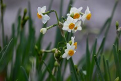 用水路・最盛期へとスイセンの花