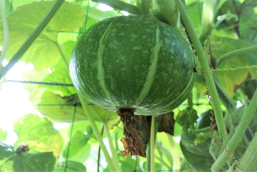 ミニカボチャ栗坊