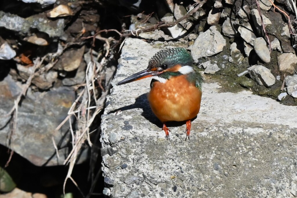 K川上流域・カワセミ♂若、大物ゲット 