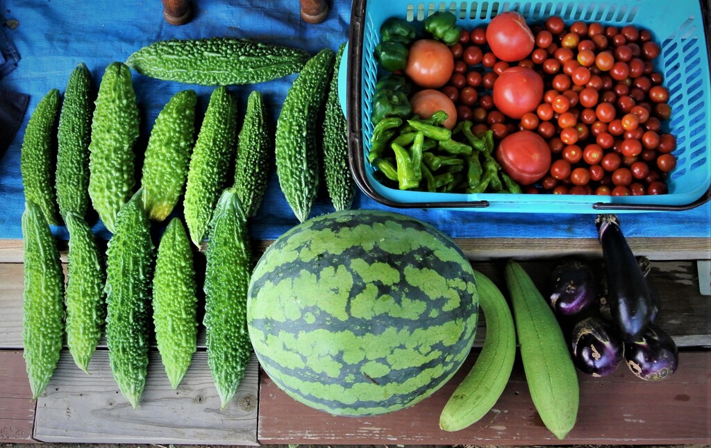 第十一回夏野菜収獲