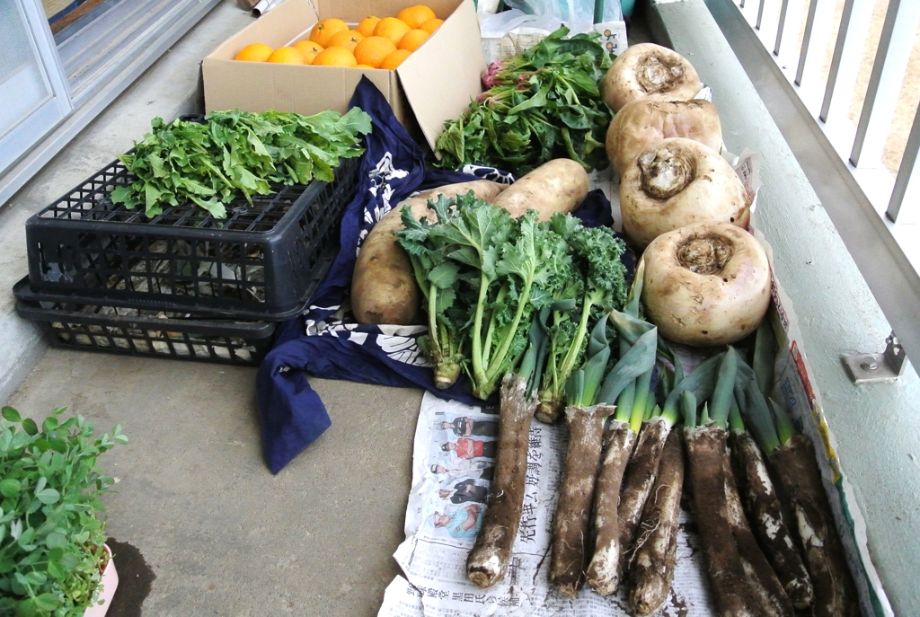 2月22日菜園・収穫 (カブ・夏ミカンは頂き物)