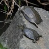 K川・大小2匹のスッポン
