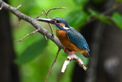 K川・上流域のカワセミ♂ 