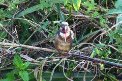 K川・カワセミ♀若鳥 