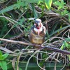K川・カワセミ♀若鳥 