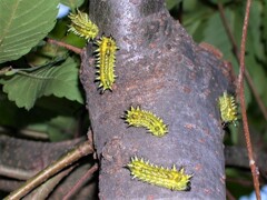 ヒメクロイラガの幼虫