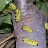 ヒメクロイラガの幼虫